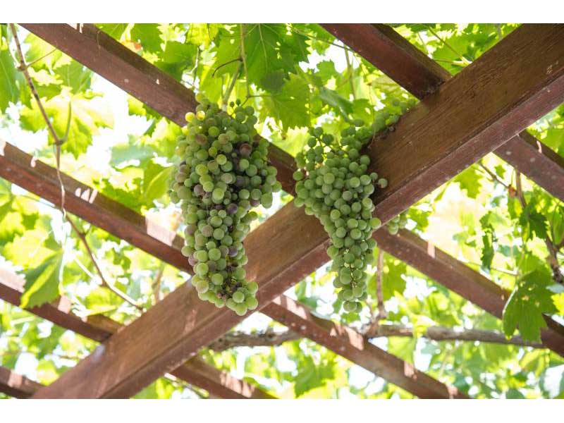 Création d'une pergola en bois végétalisée à Bordeaux | Menuiserie Gerbeaud David